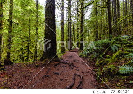 Rain Forest in British Columbia, Canada Rain Forest in British Columbia, Canada 72300584