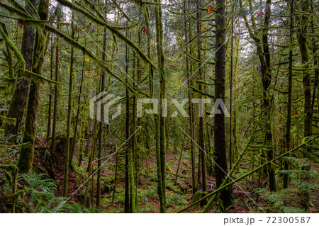 Rain Forest in British Columbia, Canada 72300587