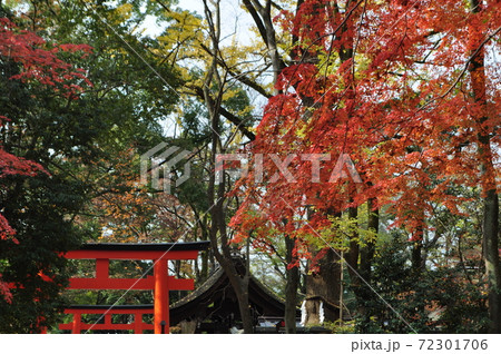 紅葉の季節を迎えた河合神社1 72301706