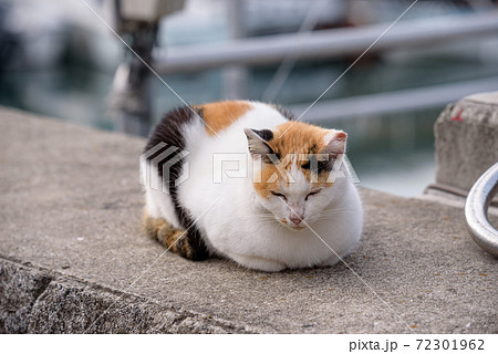 堤防の上の野良猫(三毛猫)の写真素材 [72301962] - PIXTA