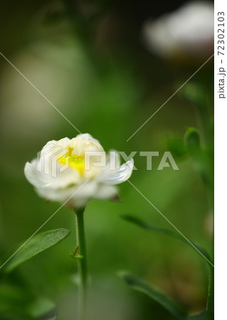 花簪一輪 花簪一輪 72302103