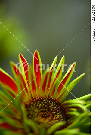 ガーベラの開きかけの花びらの写真素材