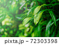 Fresh and green leaves in sunlight. Natural background. 72303398