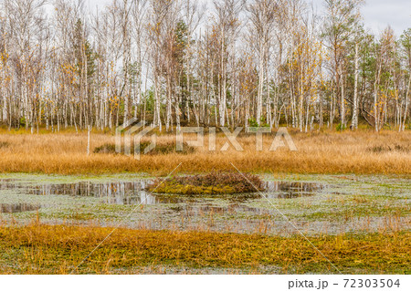 Wild Swamp Inside the Forest. Stock Photo Wild Swamp Inside the Forest. Stock Photo 72303504