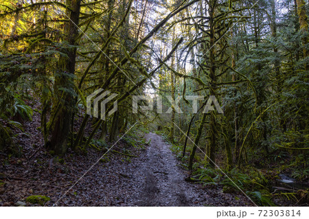 Rain Forest in British Columbia, Canada 72303814