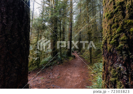 Rain Forest in British Columbia, Canada 72303823