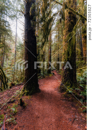 Rain Forest in British Columbia, Canada Rain Forest in British Columbia, Canada 72303827
