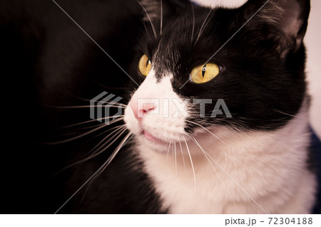 Black and white cat with alert expression 72304188