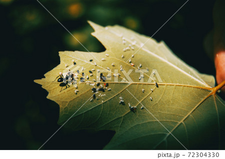 an ant that has a farm of other insects 72304330