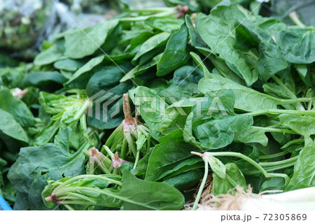 Close up bunches of green fresh spinach leaves. Close up bunches of green fresh spinach leaves. 72305869