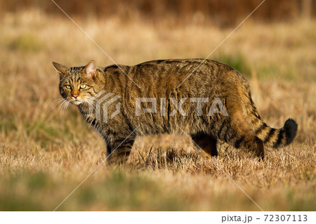 Interested european wildcat while hunting on the dry meadow in autumn 72307113