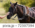 Girl gently touches of her hand a head of brown horse 72307394