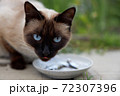 Beautiful Siamese cat with blue eyes eats fish from a saucer 72307396