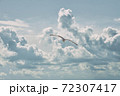 Lonely seagull flies against the background of clouds 72307417