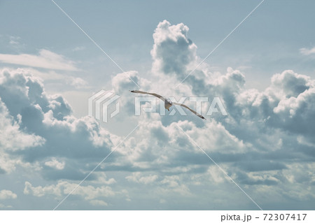 Lonely seagull flies against the background of clouds 72307417