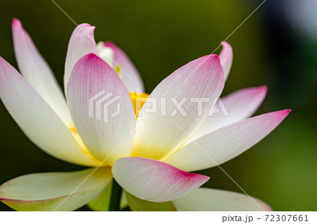 ハスの花 72307661