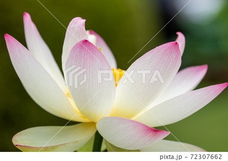 ハスの花 ハスの花 72307662