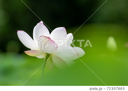ハスの花 ハスの花 72307663