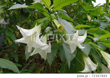 ダチュラの花の写真素材