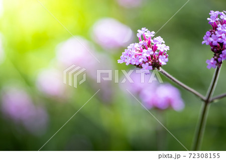 The background image of the colorful flowers The background image of the colorful flowers 72308155