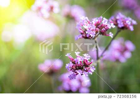 The background image of the colorful flowers The background image of the colorful flowers 72308156