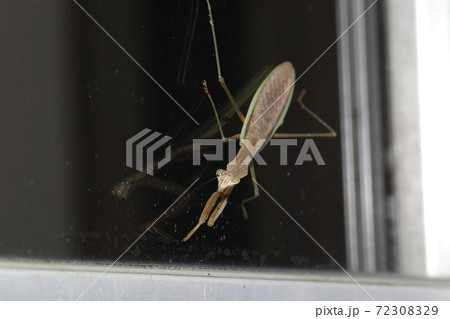 チョウセンカマキリ 72308329
