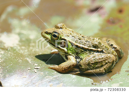 トウキョウダルマガエル トウキョウダルマガエル 72308330