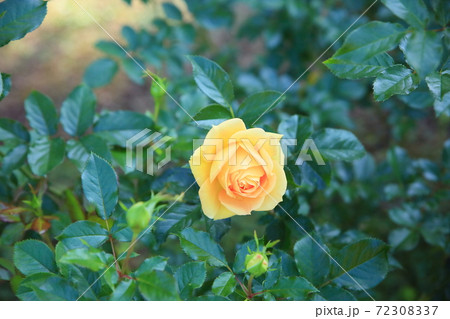 バラの花　ユリイカ 72308337