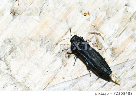 ナガタマムシの仲間 ナガタマムシの仲間 72308488