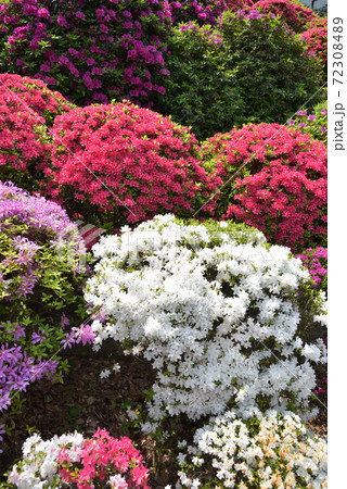 文京のつつじまつり 文京のつつじまつり 72308489