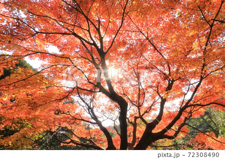 紅葉（木漏れ日） 72308490