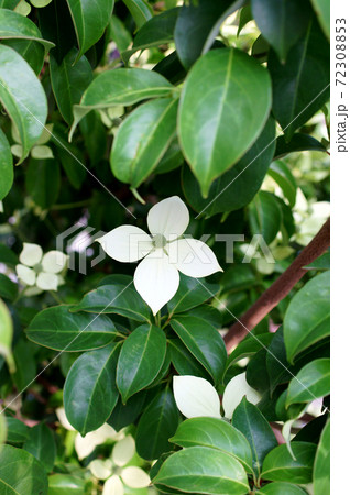 常緑ヤマボウシ　トキワヤマボウシ 72308853