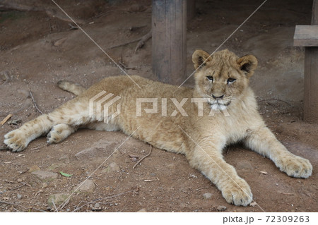 百獣の王ライオンの赤ちゃん ライオンのこども 百獣の王ライオンの赤ちゃん ライオンのこども 72309263