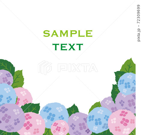 白背景に咲いている紫陽花のイラストのイラスト素材