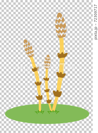 Illustration Of Tsukushi Growing In The Field - Stock Illustration ...