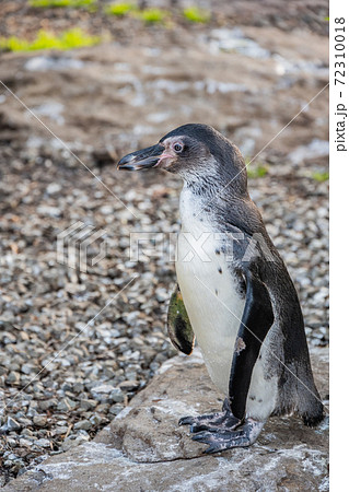 フンボルトペンギンの写真素材