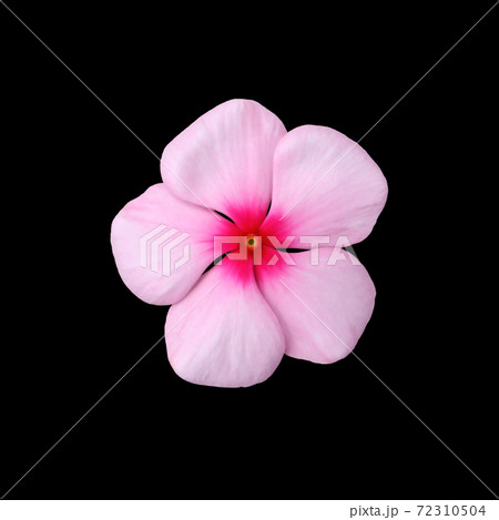 ニチニチソウの花　切り抜き 2　ピンク 72310504