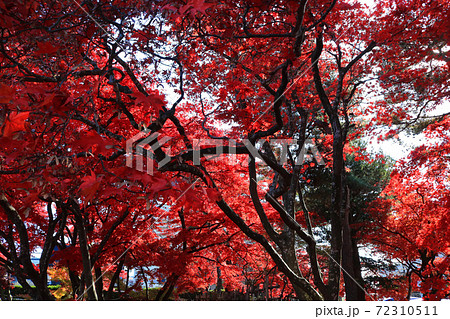 紅葉の旧南部氏別邸庭園 72310511