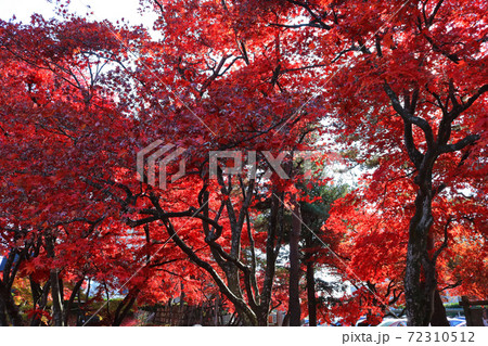 紅葉の旧南部氏別邸庭園 紅葉の旧南部氏別邸庭園 72310512