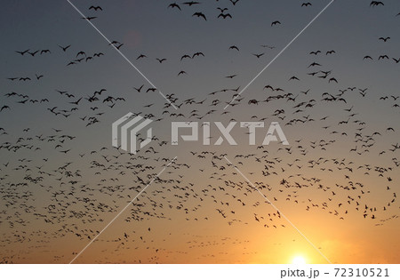 早朝に飛び立つマガンの群れ 72310521
