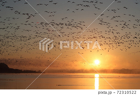 早朝に飛び立つマガンの群れ 72310522