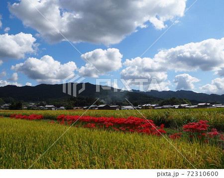 輝かしい秋の田んぼに彼岸花の写真素材