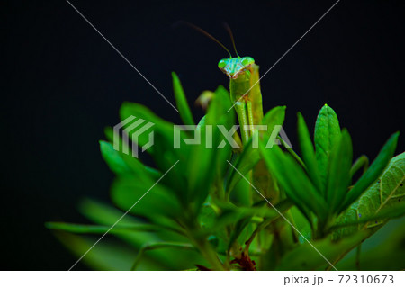 植物の上のカマキリ【昆虫イメージ】 植物の上のカマキリ【昆虫イメージ】 72310673