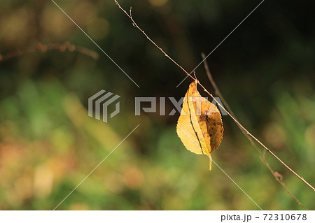落ちない落葉 72310678