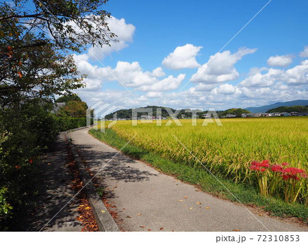 秋のおさんぽ田んぼ道 72310853