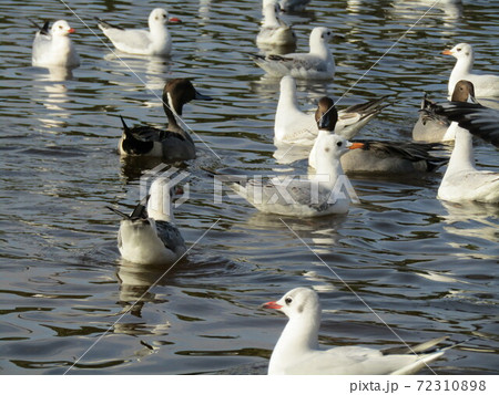 稲毛海浜公園の池に来た冬の渡り鳥ユリカモメとオナガガモ 稲毛海浜公園の池に来た冬の渡り鳥ユリカモメとオナガガモ 72310898