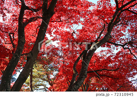 旧南部氏別邸庭園、紅葉の木 旧南部氏別邸庭園、紅葉の木 72310945