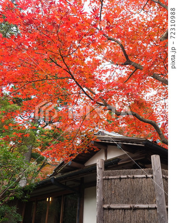 箱根美術館の紅葉 72310988