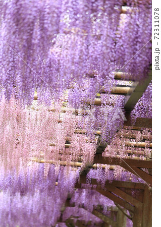 満開の藤の花 紫とピンク の写真素材