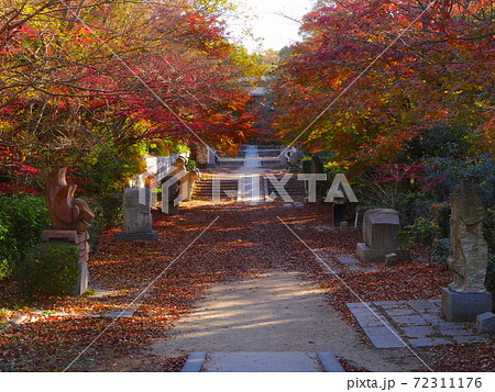 兵庫県立甲山森林公園の紅葉の写真素材
